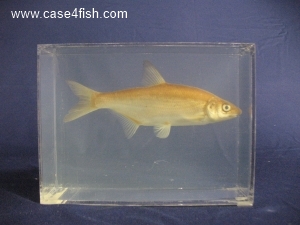 Foto Galerie/Cypriniformes/Cyprinidae/Vimba vimba/Vimba vimba_02_S.jpg
